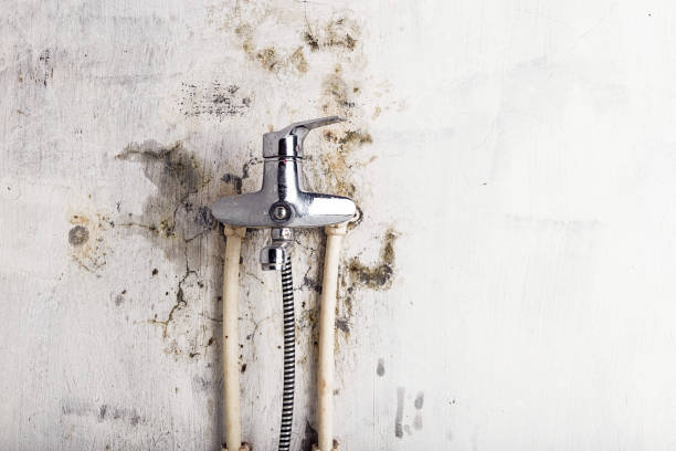 Best Office Mold Removal Services  in Brookside, AL