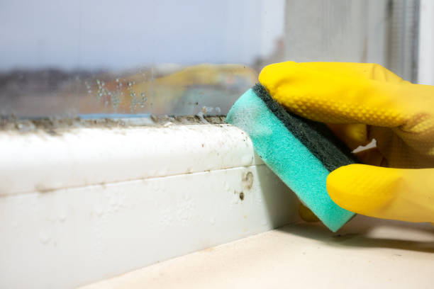 Attic Mold Removal in Brookside, AL