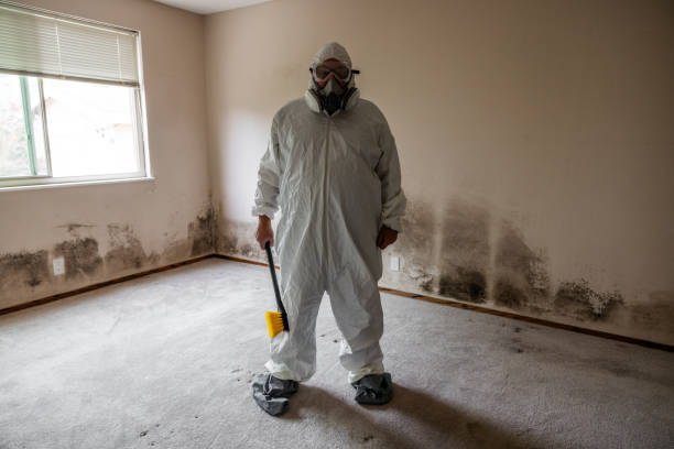 Best Toxic Mold Removal  in Brookside, AL