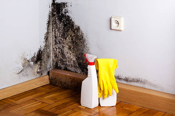 Best Fast Mold Removal  in Brookside, AL