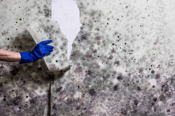 Best Emergency Mold Removal  in Brookside, AL