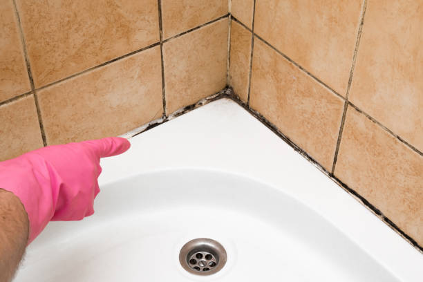 Best Office Mold Removal Services  in Brookside, AL